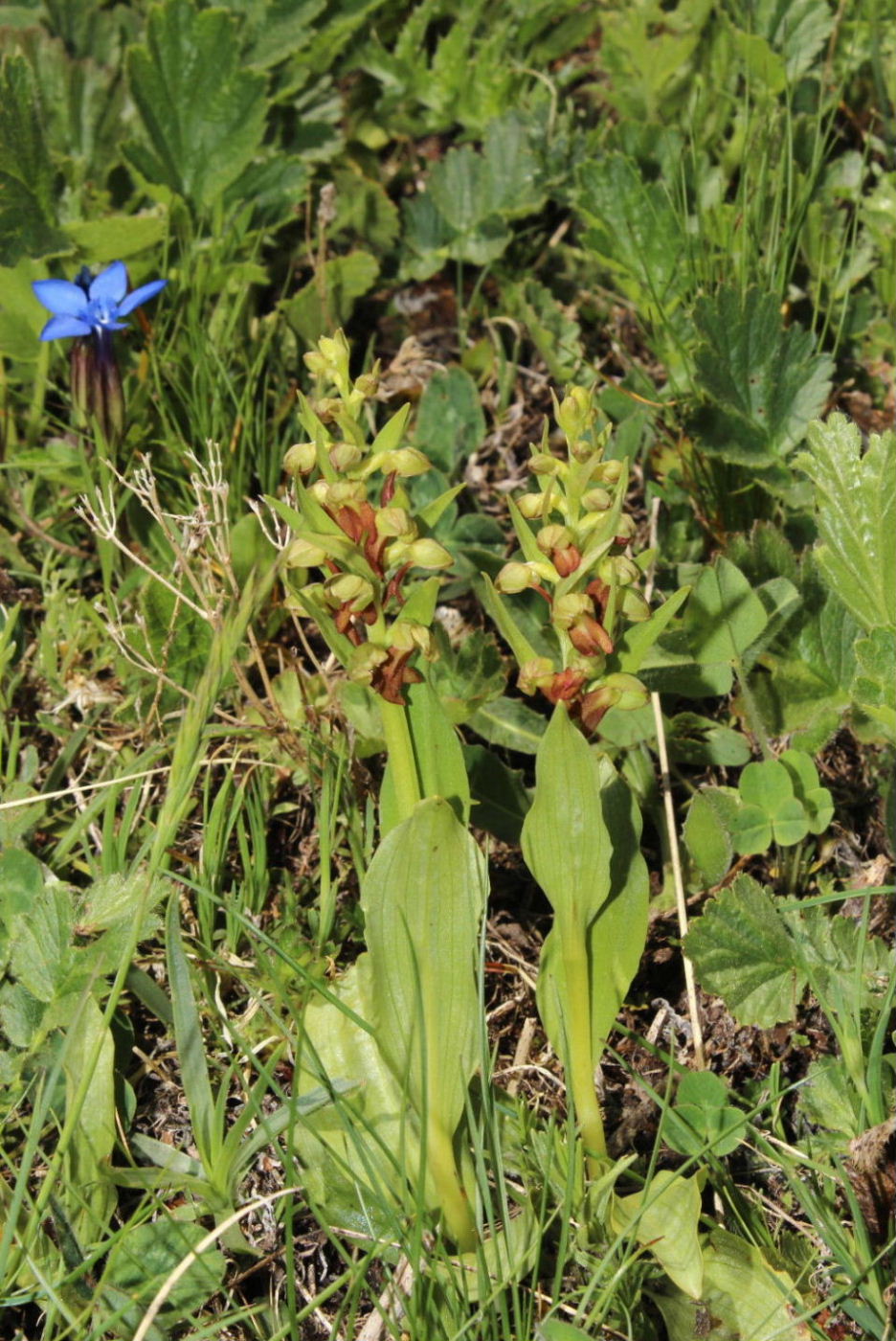 Orchidee Alpi Cuneesi
